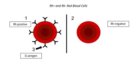red blood cells image 